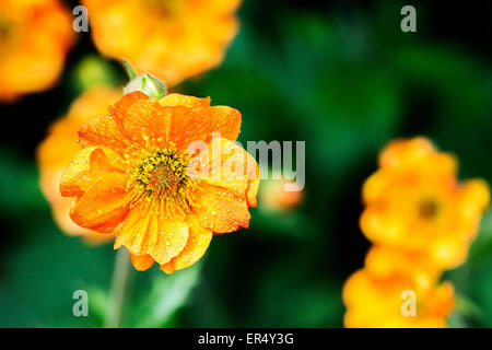 Ein Cluster von orange Geum blüht nach einem Regenschauer mit dem Fokus auf die nächste Blume Stockfoto