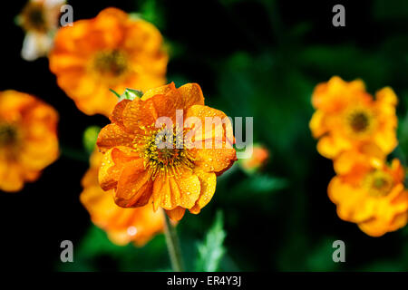 Ein Cluster von orange Geum blüht nach einem Regenschauer mit dem Fokus auf die nächste Blume Stockfoto