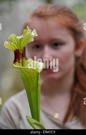 Brno, Tschechische Republik. 27. Mai 2015. Eine Ausstellung von fleischfressenden Pflanzen an der naturwissenschaftlichen Fakultät der botanischen Gärten der Masaryk Universität in Brno, Tschechische Republik, 27. Mai 2015. Die Ausstellung beginnt am Donnerstag, und es zeigt eine der größten Sammlungen von fleischfressenden Pflanzen im Land. © Vaclav Salek/CTK Foto/Alamy Live-Nachrichten Stockfoto