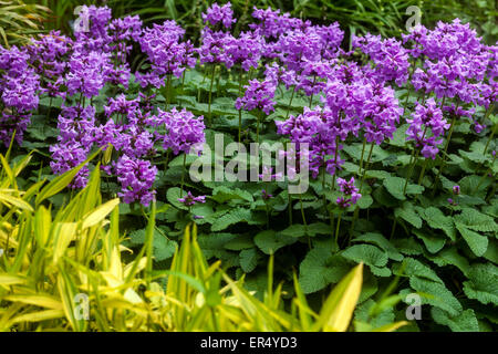 Big Betony Stachys Macrantha "Superba", Betonica-Blumen im Garten Stockfoto