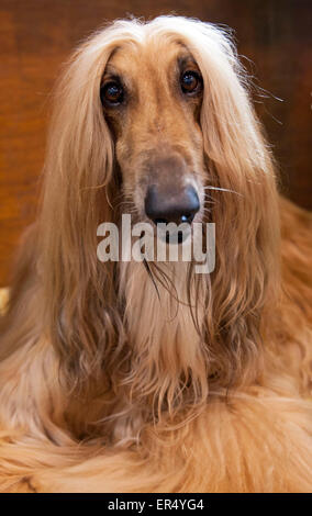 Schöne Afghane Porträt. Crufts 2014 im NEC in Birmingham, Großbritannien. 8. März 2014 Stockfoto