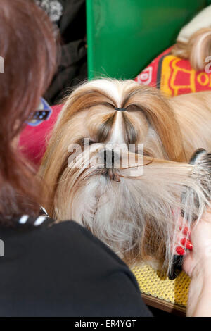 Stöhnender Shih-Tzu-Hund. Crufts 2014 im NEC in Birmingham, Großbritannien. März 2014 Stockfoto