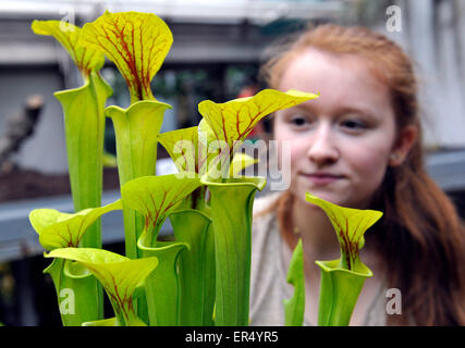 Brno, Tschechische Republik. 27. Mai 2015. Eine Ausstellung von fleischfressenden Pflanzen an der naturwissenschaftlichen Fakultät der botanischen Gärten der Masaryk Universität in Brno, Tschechische Republik, 27. Mai 2015. Die Ausstellung beginnt am Donnerstag, und es zeigt eine der größten Sammlungen von fleischfressenden Pflanzen im Land. © Vaclav Salek/CTK Foto/Alamy Live-Nachrichten Stockfoto