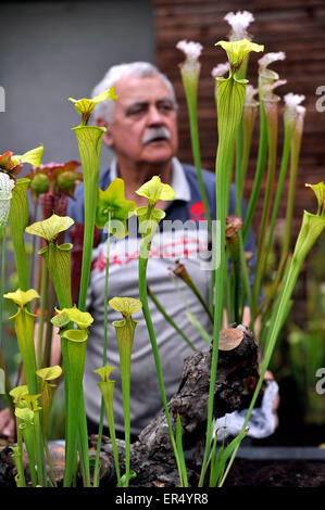 Brno, Tschechische Republik. 27. Mai 2015. Eine Ausstellung von fleischfressenden Pflanzen an der naturwissenschaftlichen Fakultät der botanischen Gärten der Masaryk Universität in Brno, Tschechische Republik, 27. Mai 2015. Die Ausstellung beginnt am Donnerstag, und es zeigt eine der größten Sammlungen von fleischfressenden Pflanzen im Land. © Vaclav Salek/CTK Foto/Alamy Live-Nachrichten Stockfoto