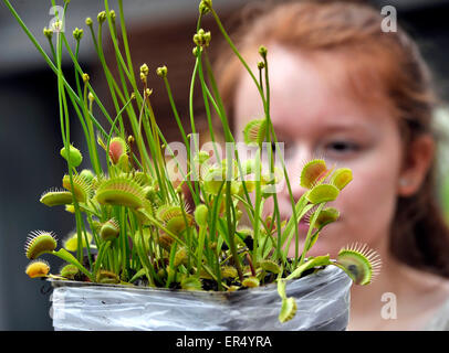 Brno, Tschechische Republik. 27. Mai 2015. Eine Ausstellung von fleischfressenden Pflanzen an der naturwissenschaftlichen Fakultät der botanischen Gärten der Masaryk Universität in Brno, Tschechische Republik, 27. Mai 2015. Die Ausstellung beginnt am Donnerstag, und es zeigt eine der größten Sammlungen von fleischfressenden Pflanzen im Land. © Vaclav Salek/CTK Foto/Alamy Live-Nachrichten Stockfoto