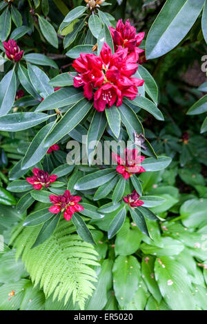 Rhododendron Robert Croux Blumen, Farne, Hosta Blätter Stockfoto