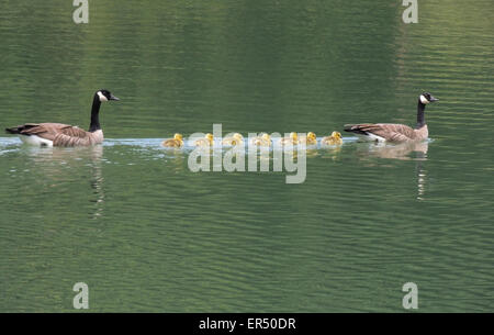 Kanadische Gänse (Branta Canadensis) einer Familie eines Tages alte Gänsel genießen Sie einen Ausflug auf einem kleinen See in der Sierra Foothills der noch Stockfoto