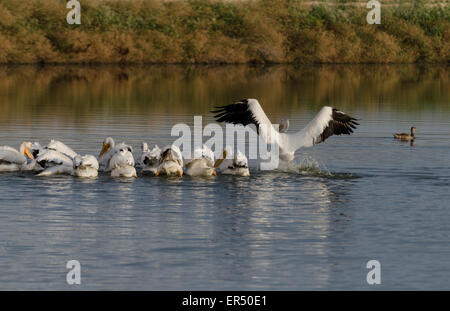 Eine Kolonie von amerikanischen weißen Pelikane (Pelecanus Erythrorhynchos) ernähren sich von Fisch in der Tule Lake National Wildlife Refuge in noch Stockfoto