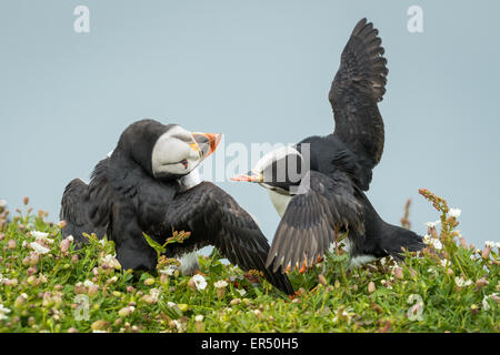 Zwei Papageitaucher (Fratercula Arctica) streiten, Skomer Island, Pembrokeshire Stockfoto