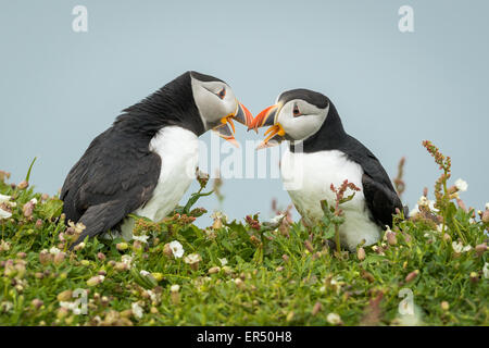 Zwei Papageitaucher (Fratercula Arctica) streiten, Skomer Island, Pembrokeshire Stockfoto