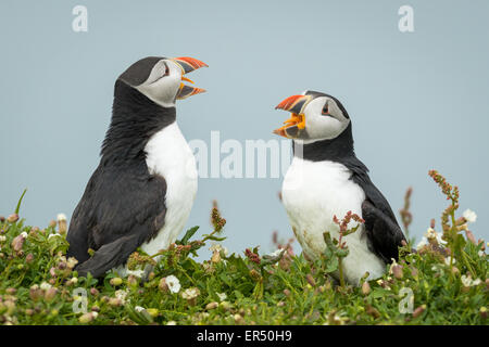 Zwei Papageitaucher (Fratercula Arctica) streiten, Skomer Island, Pembrokeshire Stockfoto