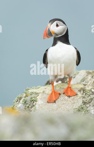 Papageitaucher (Fratercula Arctica) thront auf Felsen, Skomer Island, Pembrokeshire Stockfoto