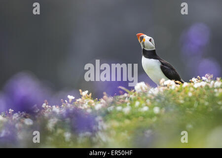 Papageitaucher (Fratercula Arctica) Stand in Glockenblumen und Meer Campion am Docht, Skomer Island, Pembrokeshire, Wales Stockfoto