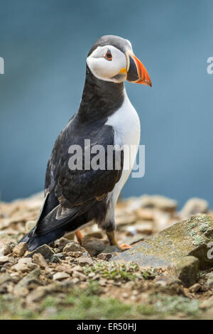 Papageitaucher (Fratercula Arctica) thront auf Felsen, Skomer Island, Pembrokeshire Stockfoto