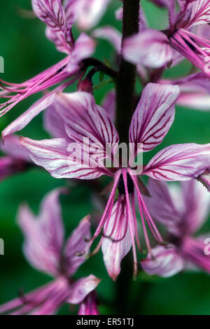 Rosa Gas Pflanze Dictamnus albus Purpureus' close up Blume Stockfoto