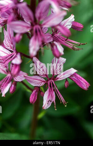 Rosa Dictamnus albus Purpureus' close up Blume Stockfoto