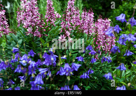 Rosa brennenden Busch, Gas Pflanze Dictamnus albus Purpureus' Blau Aquilegia vulgaris Columbine Stockfoto