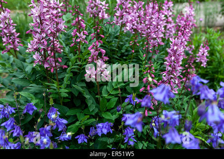 Brennende Busch, Dittany Dictamnus Albus, Aquilegia vulgaris Stockfoto