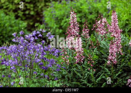 Rosa brennenden Busch, Gas Pflanze Dictamnus albus Purpureus' Blau Aquilegia vulgaris Columbine Stockfoto