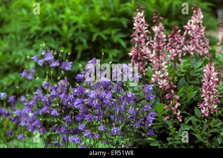 Rosa brennenden Busch, Gas Pflanze Dictamnus albus Purpureus' Blau Aquilegia vulgaris Columbine Stockfoto