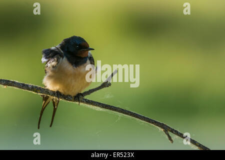 Bain Schwalbe Hirundo rustica Stockfoto