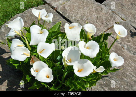 Zantedeschia weißer Arum lilies Stockfoto