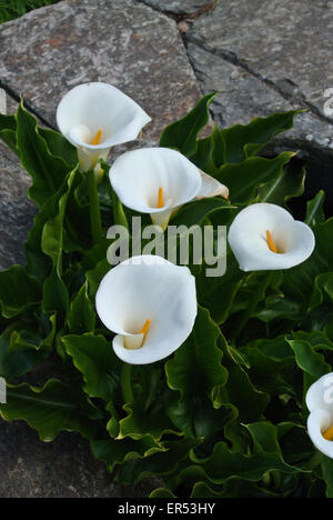 Zantedeschia weißer Arum lilies Stockfoto