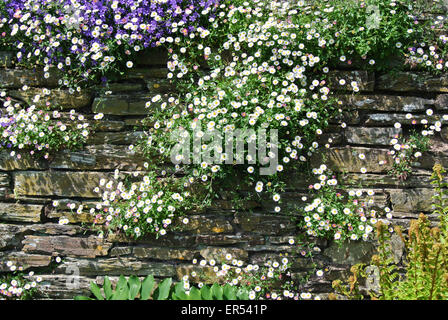 Erigeron Karvinskianus in Steinen Stockfoto