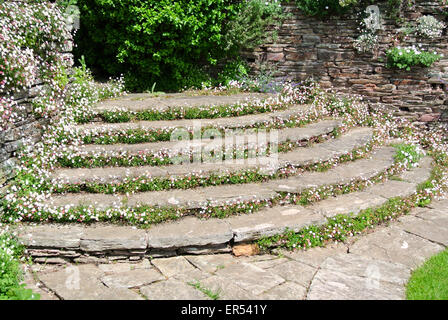 Erigeron Karvinskianus in Steinen Stockfoto