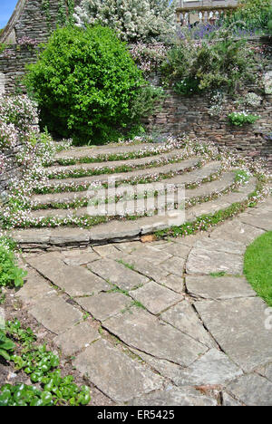 Erigeron Karvinskianus in Steinen Stockfoto