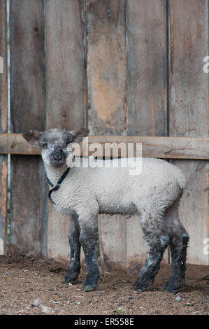 Ein Lamm in einer Scheune. Stockfoto