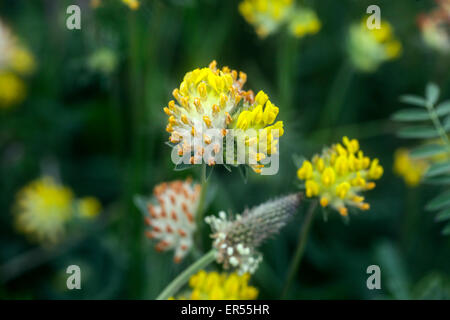 Niere Wicke, Anthyllis Vulneraria Blüte. Stockfoto