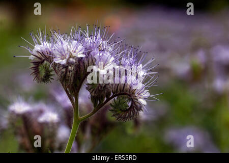 Phacelia Tanacetifolia, Skorpions Weed Stockfoto