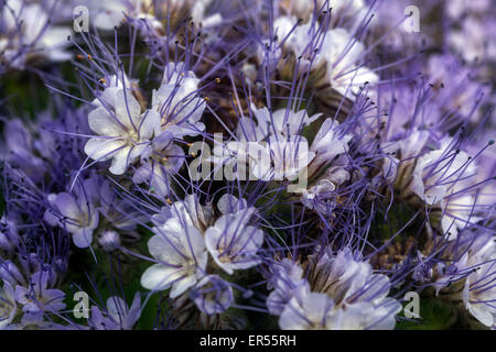 Phacelia Tanacetifolia, Skorpions Weed Stockfoto