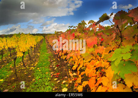 Herbstliche Reben an Halfpenny grüne Weinberge, Bobbington, South Staffordshire. Heimat des berühmten Penny rot. Stockfoto