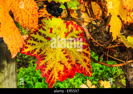 Herbstliche Reben an Halfpenny grüne Weinberge, Bobbington, South Staffordshire. Heimat des berühmten Penny rot. Stockfoto