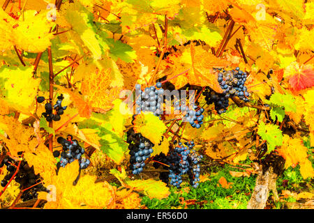 Herbstliche Reben an Halfpenny grüne Weinberge, Bobbington, South Staffordshire. Heimat des berühmten Penny rot. Stockfoto