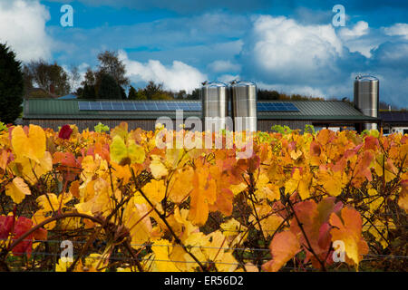 Herbstliche Reben an Halfpenny grüne Weinberge, Bobbington, South Staffordshire. Heimat des berühmten Penny rot. Stockfoto