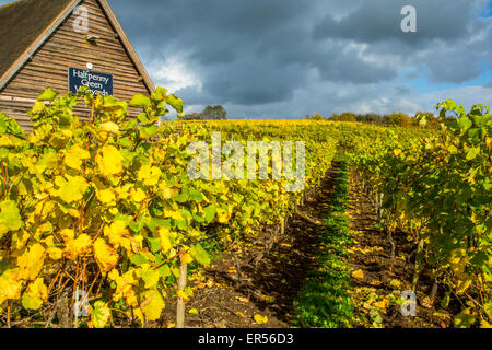 Herbstliche Reben an Halfpenny grüne Weinberge, Bobbington, South Staffordshire. Heimat des berühmten Penny rot. Stockfoto