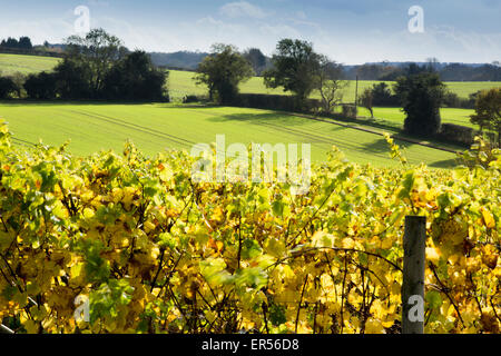 Herbstliche Reben an Halfpenny grüne Weinberge, Bobbington, South Staffordshire. Heimat des berühmten Penny rot. Stockfoto