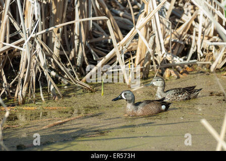 Ein paar blau-winged Krickenten Anas Discors, Schwimmen in einem Sumpf in der Nähe von Big Lake, Alberta Stockfoto