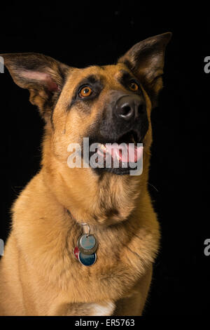 Porträt von einem Schäferhund Kreuz Hund, Canis Familiaris Lupis, vor schwarzem Hintergrund Stockfoto