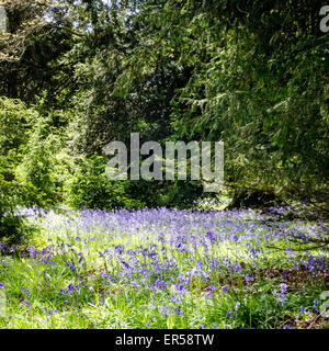 Glockenblumen und Wald Lichtung im Westonbirt Arboretum Stockfoto