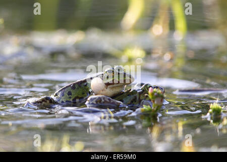 Essbare Frösche (außer Esculentus) in der Paarungszeit in einem Teich in Frankfurt am Main im Frühjahr. Stockfoto