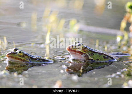 Essbare Frösche (außer Esculentus) in der Paarungszeit in einem Teich in Frankfurt am Main im Frühjahr. Stockfoto