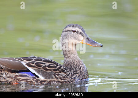 Weibliche Stockente (Anas Platyrhynchos) schwimmen in einem Teich in Frankfurt am Main, Deutschland. Stockfoto