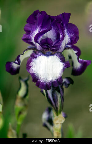Schönheit hoch bärtig Iris Blumenportrait 'Jezzabel' Weiß blau Iris Blume Stockfoto
