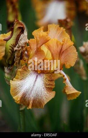 Tall bärtig, Iris Barbata Elatior "Geätzte Apricot" Stockfoto