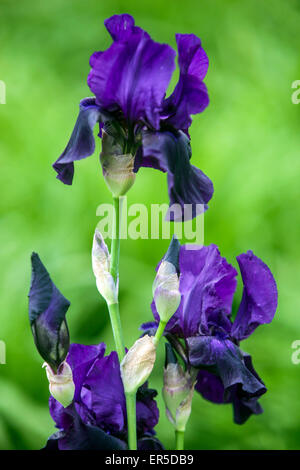 Hohe bärtige Iris Blume, Dunkelblaue Iris „After Dark“ Garten bärtige Iris Blume im Garten Stockfoto