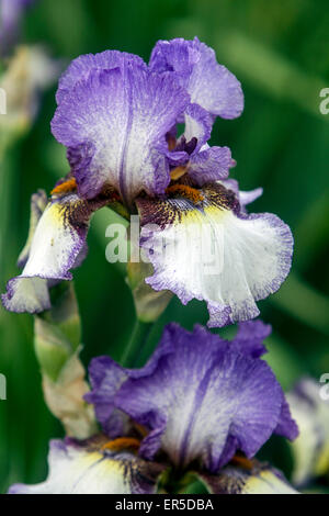 Hohe bärtigen, Iris lanceolata Elatiorbegonie Erdbeere 'Unterwegs', Iris Blume blau Stockfoto